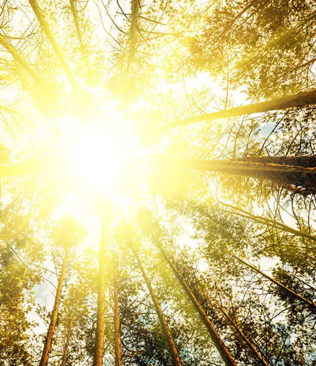 LP Elagueur à  Saint-Leu-la-Forêt-95320